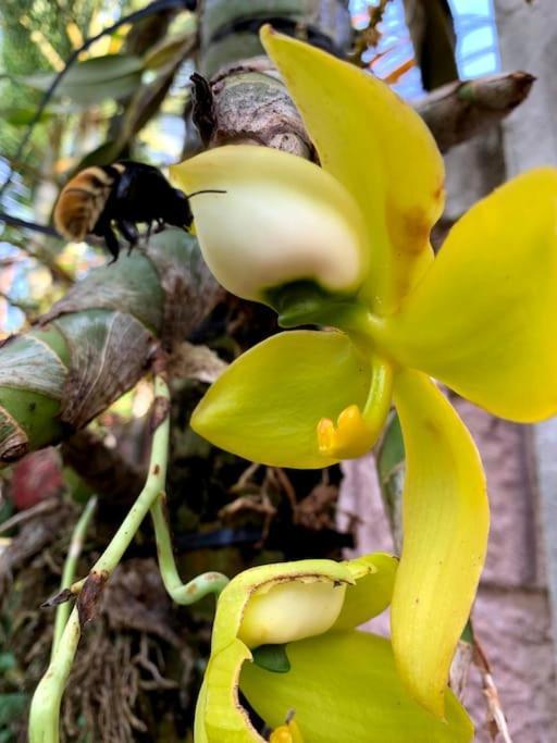 Tropical Bee Garden Holiday Houses Savegre Exteriör bild
